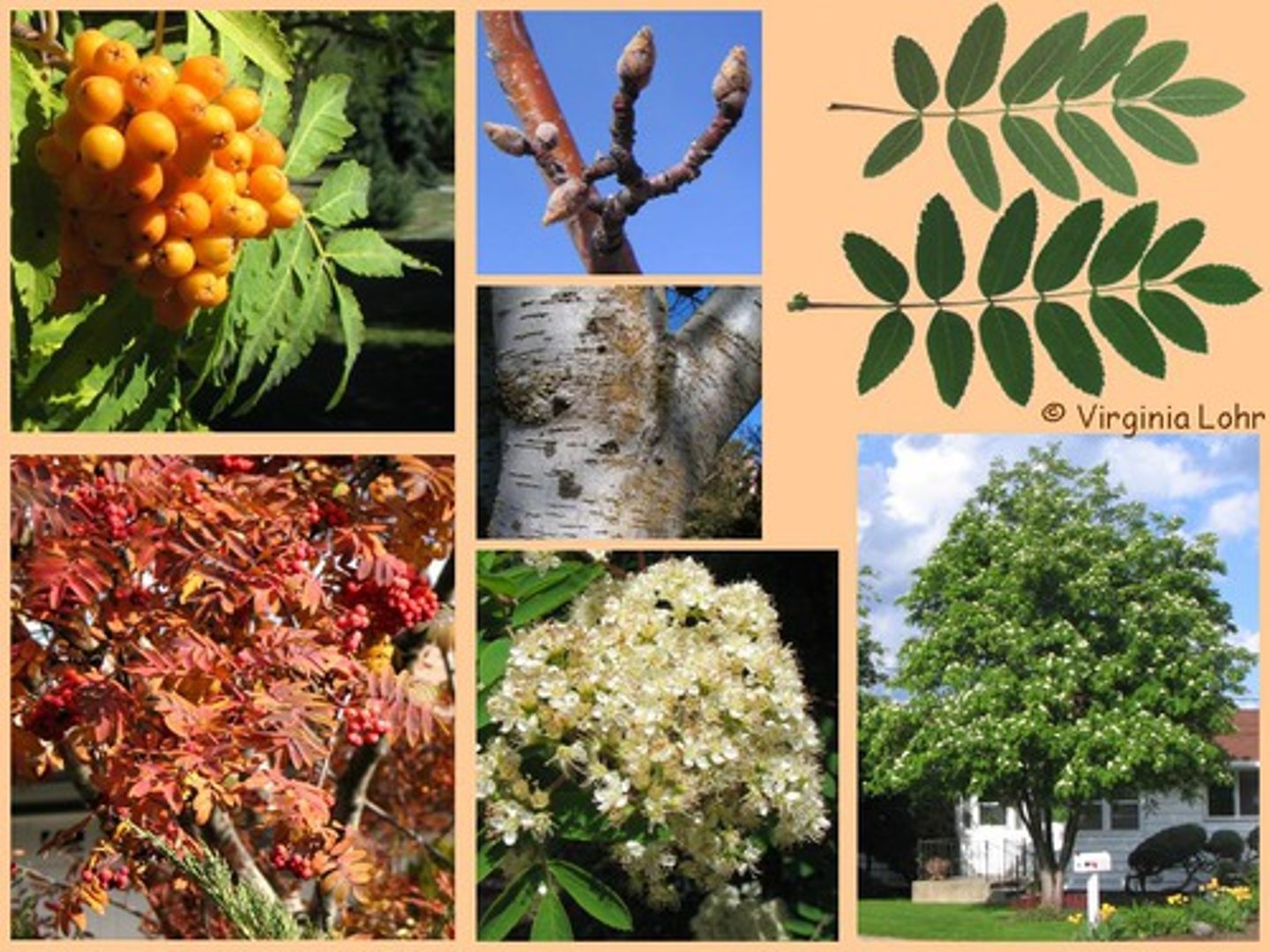 <p>alternate, coarsely toothed, pinnately compound leaves with 9-17 leaflets; fruit is a large cluster of bright red poems</p>