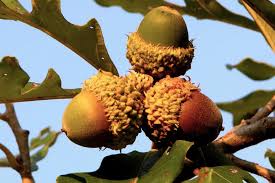 <p><span>Very large acorn, deep cup is fringed and nearly covers the nut. Cone like, oblong-ovoid, erect nearly sessile, scales glabrous.</span></p>