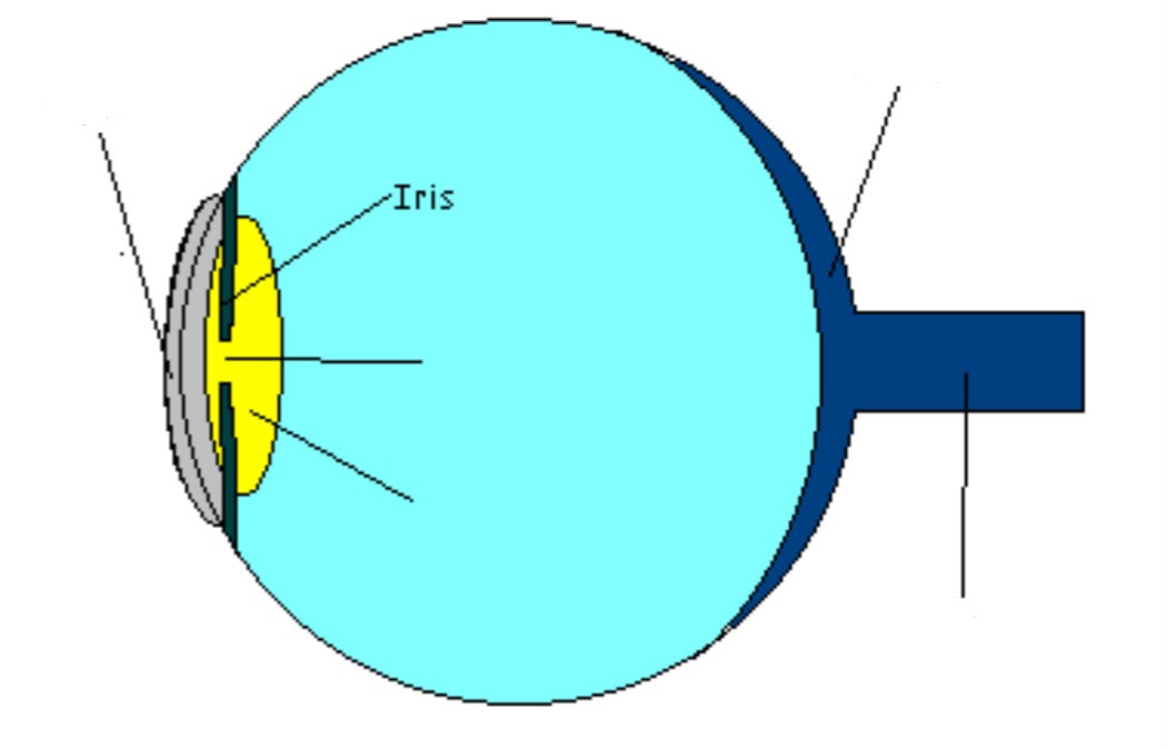 <p>Part of eye; controls amnt. light that enters eye (like a camera shutter)</p>