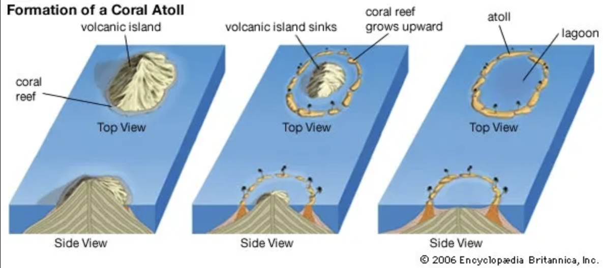<p><strong>TYPES OF COASTS:</strong></p><p>these <strong>develop with underwater volcanoes, called seamounts</strong><span>;</span></p><p><span>first, the volcano erupts, piling up lava on the seafloor. as the volcano continues to erupt, the seamount's elevation grows higher, eventually breaking the surface of the water.</span></p><p></p>