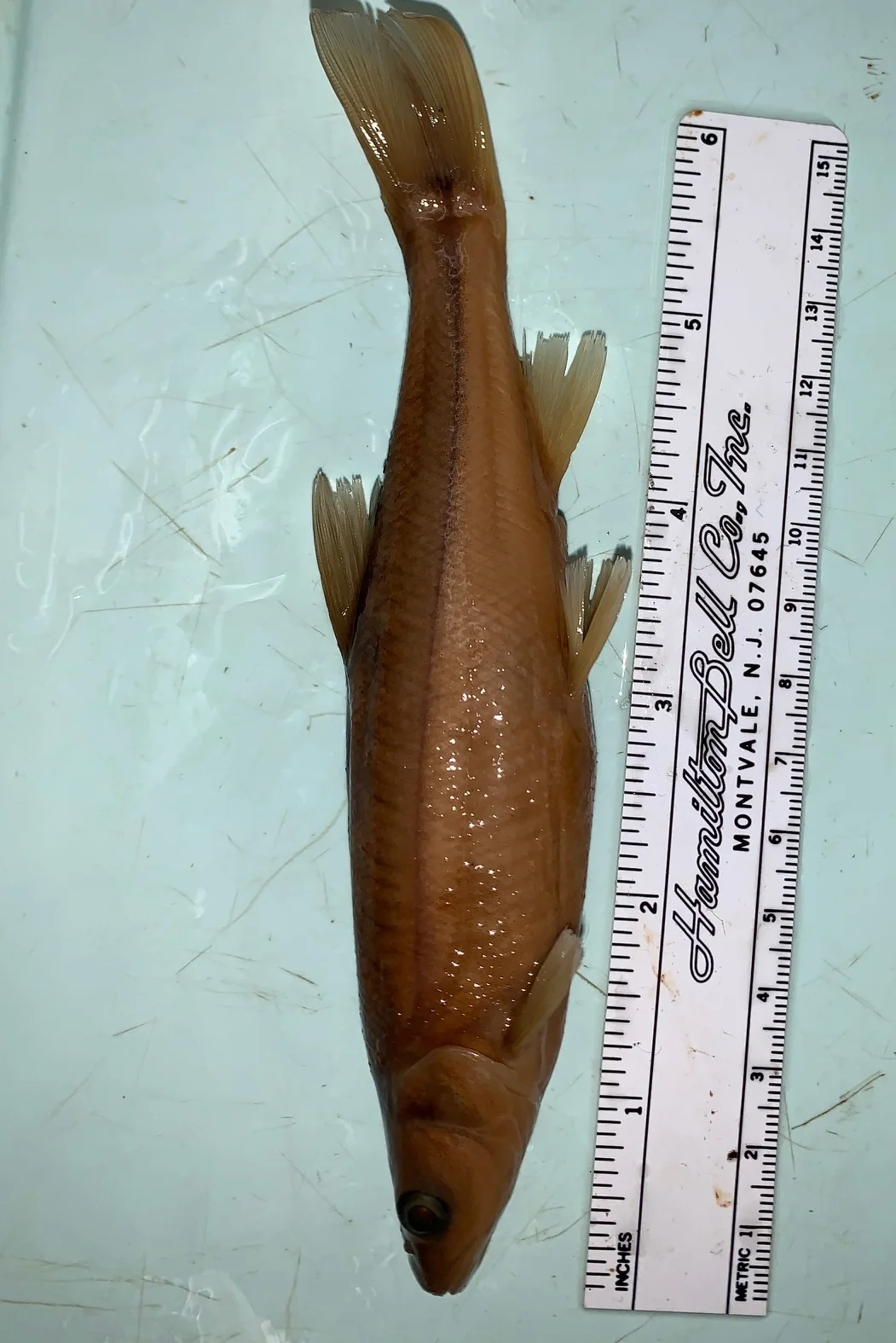 <p>What fish is this?</p>