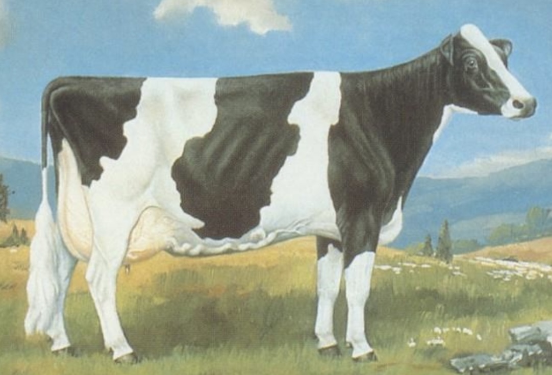 <ul><li><p>﻿Originated in Netherlands. The breed is commonly called Holstein in Canada and US; elsewhere it is called Friesian.</p></li><li><p>﻿Holsteins are black and white, considered the <u>largest among the dairy breeds</u>. have excellent grazing ability and large feed capacity. Cows are generally quiet but bulls can be mean and dangerous.</p></li><li><p>﻿Rank <u>first</u> among dairy breeds in average <u>milk produced</u> and <u>fifth</u> among the dairy breeds in average <u>milkfat</u> produced per cow</p></li></ul>