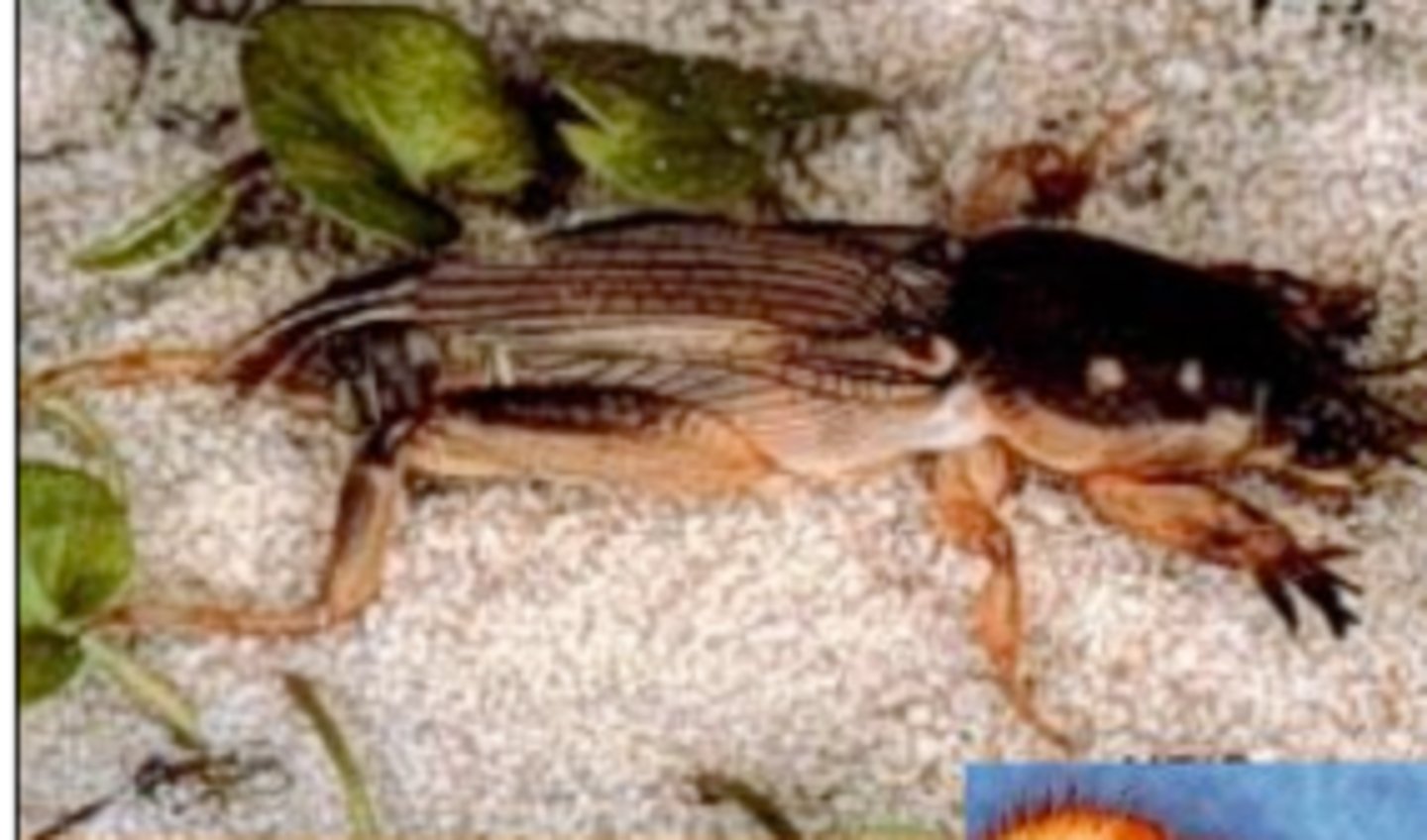 <p>fossorial front legs on a mole cricket (Orthoptera)</p>