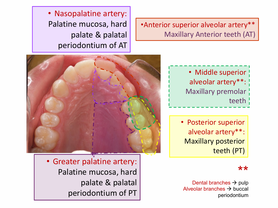 <p>Palatine mucosa</p>