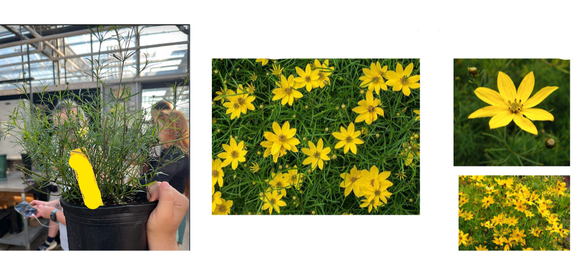 -stringy foliage
-pointy petals