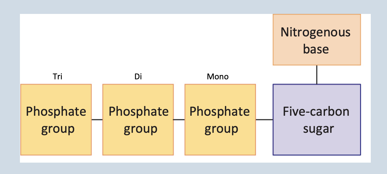 <p>Monomers that are sugar + phosphate + nitrogenous base</p><p> </p><p>Connected by phosphodiester bonds</p>