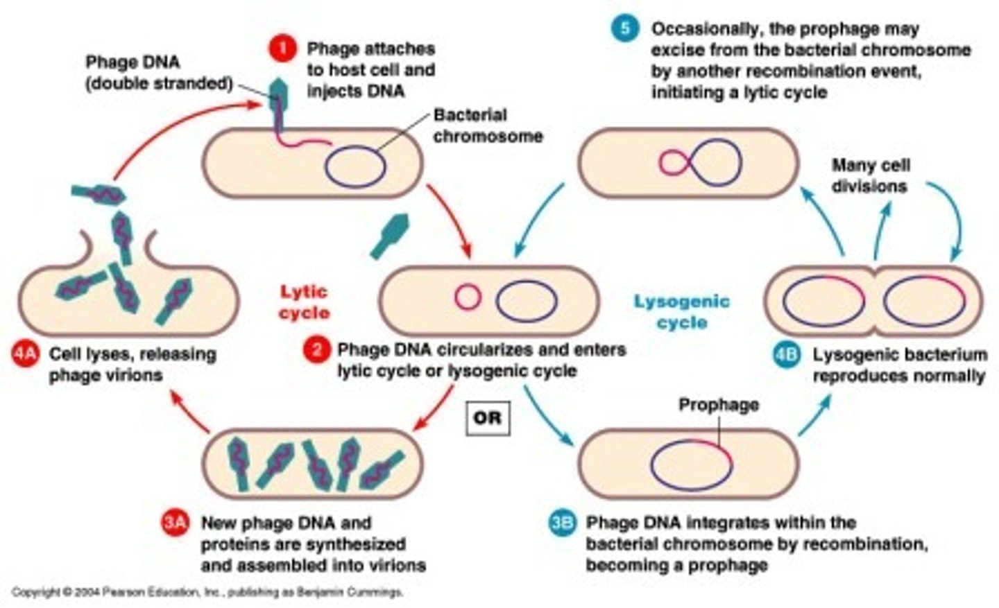 <p>what r the two cycles of transduction and bacteriophage cycle</p>