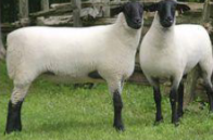 <ul><li><p><span style="color: rgb(0, 0, 0);">Originally developed in England.</span></p></li><li><p><span style="color: rgb(0, 0, 0);">Large breed of black-faced, domestic sheep raised mainly for meat.</span></p></li><li><p><span style="color: rgb(0, 0, 0);">Head is black from poll forward.</span></p></li><li><p><span style="color: rgb(0, 0, 0);">Legs are black, hooves are black.</span></p></li><li><p><span style="color: rgb(0, 0, 0);">Ears are long, black, bell- shaped and pointing downward.</span></p></li><li><p><span style="color: rgb(0, 0, 0);">“Spider Lamb Syndrome” most common in Suffolk breed.</span></p></li><li><p><span style="color: rgb(0, 0, 0);">Rams: 250 – 350 lbs.</span></p></li><li><p><span style="color: rgb(0, 0, 0);">Ewes: 180 – 350 lbs.</span></p></li></ul><p></p>