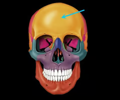 <p>forehead bone; protects cranium</p>