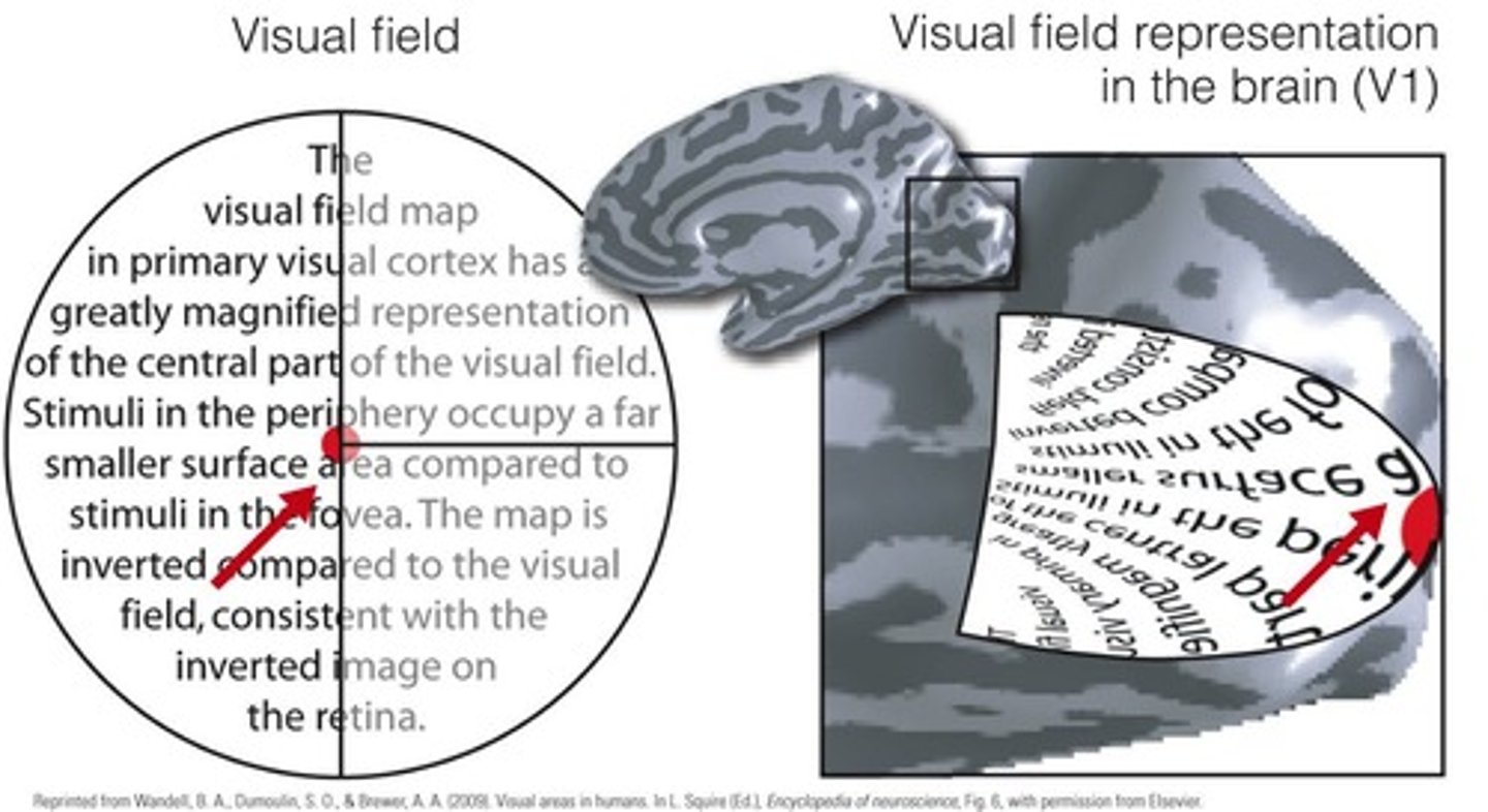 <p>It has a higher density of photoreceptors, leading to greater visual acuity.</p>