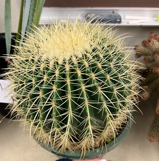 <ul><li><p>huge central spines</p><ul><li><p>are recurved</p></li></ul></li><li><p>in the center its full of glaucids</p></li><li><p>flowers occur at the central top</p></li><li><p>yellow seed pods</p></li></ul><p></p>