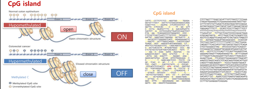 <p>CpG islands are regions with a high frequency of CG dinucleotides, often near gene promoters.</p><p>Their methylation status influences gene expression:</p><ul><li><p>Unmethylated CpGs (hypomethylated) → chromatin open → genes ON</p></li><li><p>Methylated CpGs (hypermethylated) → chromatin closed → genes OFF</p></li></ul><p></p>