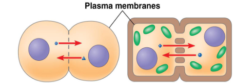 <p>Cells share particles through small pores that link their cytoplasms together</p>