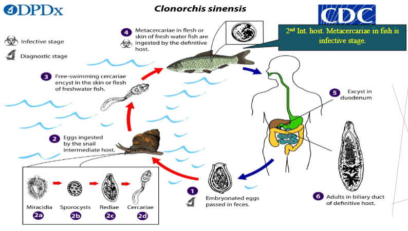 <ol><li><p>embryonated eggs pass in feces</p></li><li><p>eggs ingested by snail (intermediate host)</p></li><li><p>evolve into multiple stages in snail</p><ul><li><p>miracidia → sporocysts → rediae → cercariae</p></li></ul></li><li><p>free-swimming cercariae encyst in skin/flesh of freshwater fish</p></li><li><p>metacercariae in flesh or skin of freshwater fish ingested by definitive host</p><ul><li><p>2nd int host; metacercariae in fish is infective stage </p></li></ul></li><li><p>excyst in duodenum (human)</p></li><li><p>adults live in biliary duct of definitive host </p></li></ol><p></p>