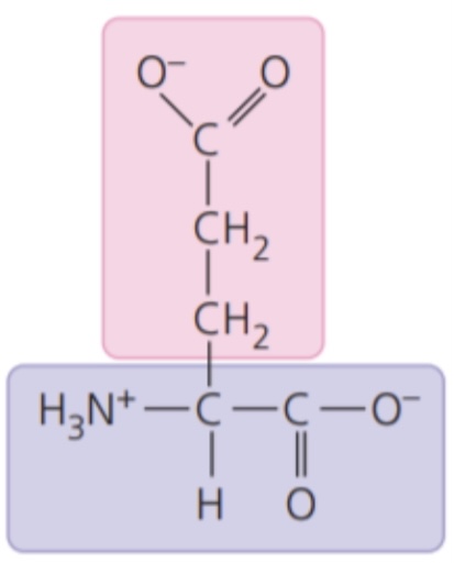 <ul><li><p>electrically charged side chains; hydrophilic</p></li><li><p>Acidic(negatively charged)</p></li></ul>