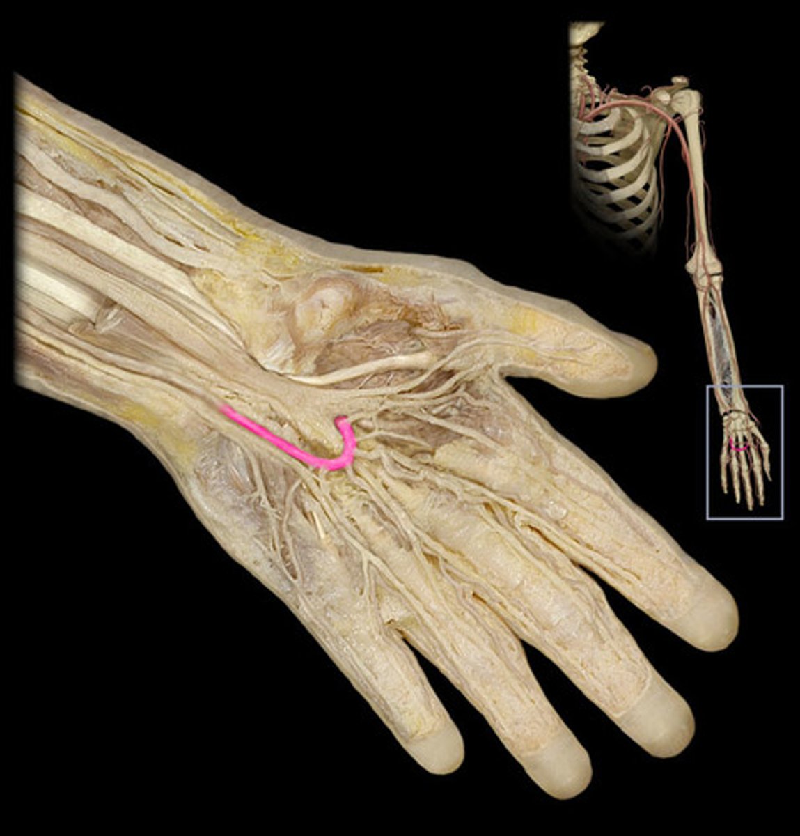 knowt flashcard image