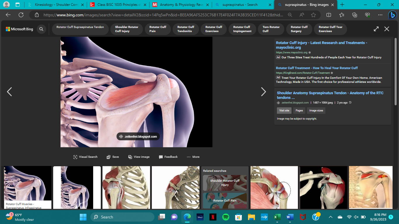 <p>innervation of the supraspinatus</p>