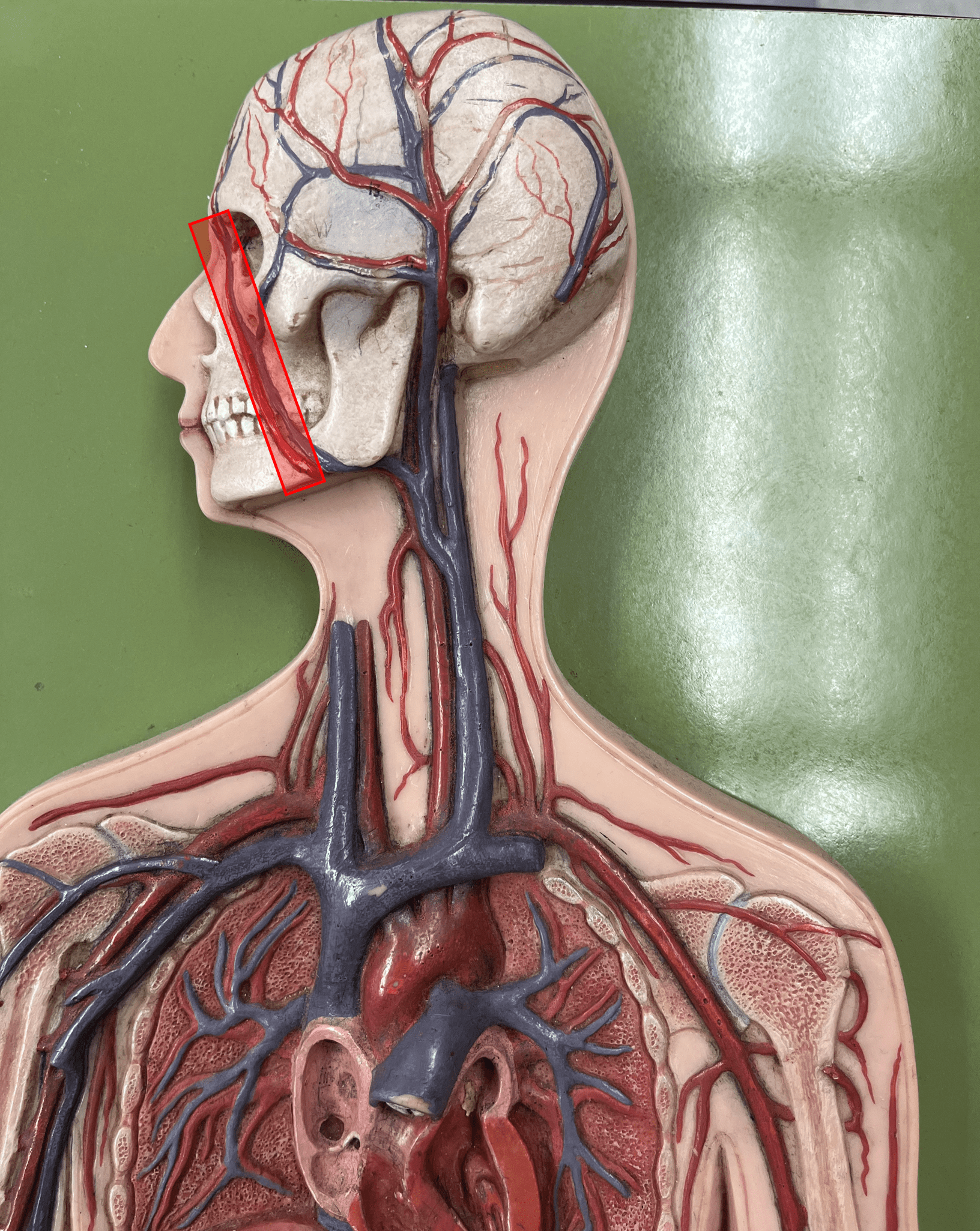 <p>• An artery of the head and neck.</p>
<p>• Originates from the external carotid artery.</p>
<p>• Supplies the skin and muscles of the face.</p>