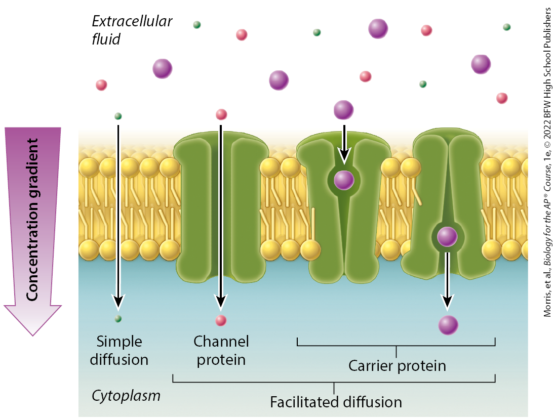 <p>a transport protein that facilitates movement of molecules across a cell membrane; binds to and then transports specific molecules across the cell membrane</p>