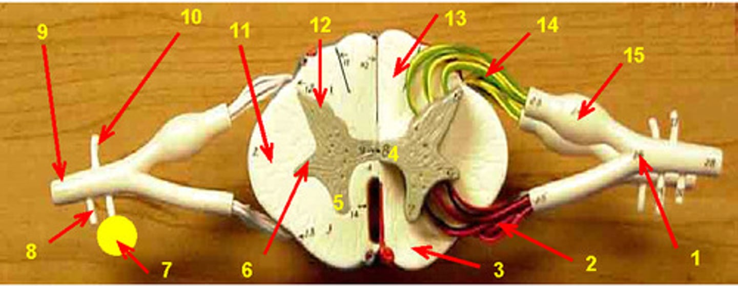 <p>11</p>