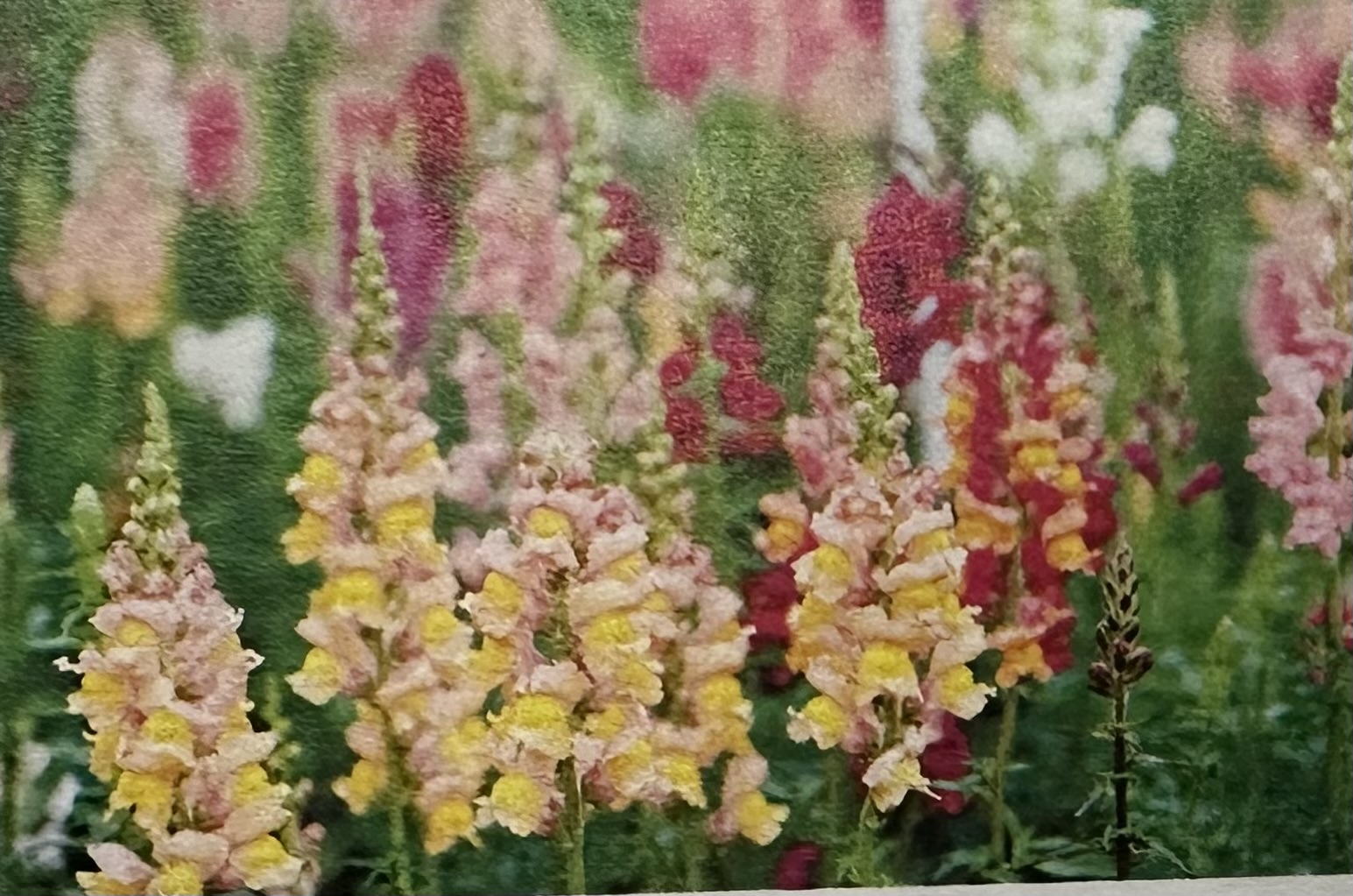 <p>Antirrhinum majus </p>