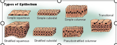 <ul><li><p>rectangular, column shape</p></li><li><p>lining of other salivary gland ducts as well as the inner enamel epithelium of the maturing tooth germ, whose cells become enamel-forming ameloblasts</p></li><li><p>inner enamel epithelium</p></li></ul><p></p>