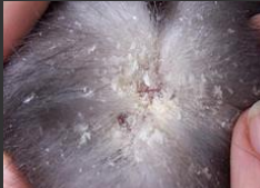 <p><span>Cheyletiella (“Walking Dandruff”)</span></p>