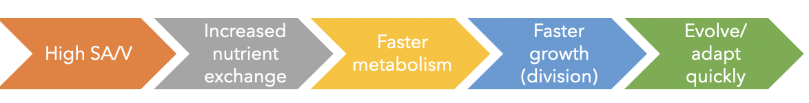 <p><span>The smaller a cell is, the higher its surface-to-volume ratio</span></p><p><span>Higher surface-to-volume ratio (SA/V) = faster chemical exchange</span></p>