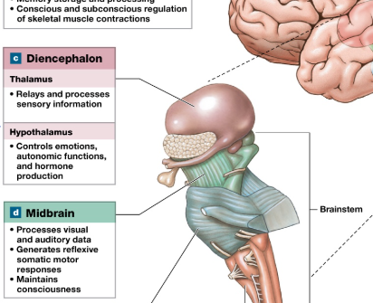 <ul><li><p>Most superior </p></li><li><p>cranial nerves 3-4 </p></li><li><p>hand eye coordination, connect to cerebellum </p></li><li><p>auditory and visual processing </p></li><li><p><strong>Substantia nigra is here </strong></p></li></ul><p></p>