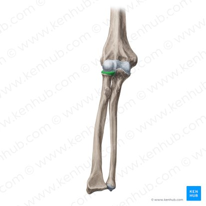 <p>name this bone or bone marking</p>