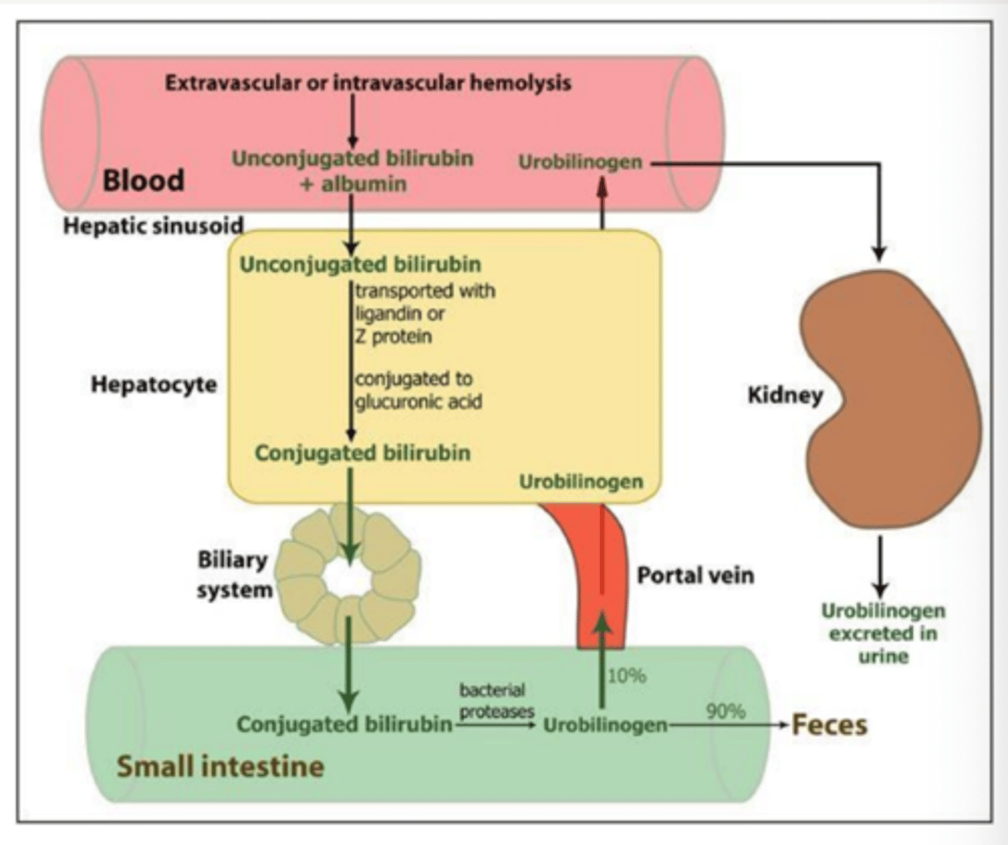 <p>true. liver has done its job of conjugation. extrahepatic obstructions will cause a backleak into lymph-> blood</p>