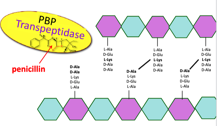 <ul><li><p>normally, transpeptidase binds to D-Ala-D-Ala and performs cross-links </p></li><li><p>penicillin is a chemical mimic of D-Ala-D-Ala that blocks cell wall crosslink formation</p><ul><li><p>transpeptidase instead binds to beta-lactam antibiotics, preventing it from binding to D-Ala-D-Ala</p></li><li><p>growing bacteria unable to crosslink the cell wall will lyse due to osmotic pressure</p></li></ul></li></ul><p></p>