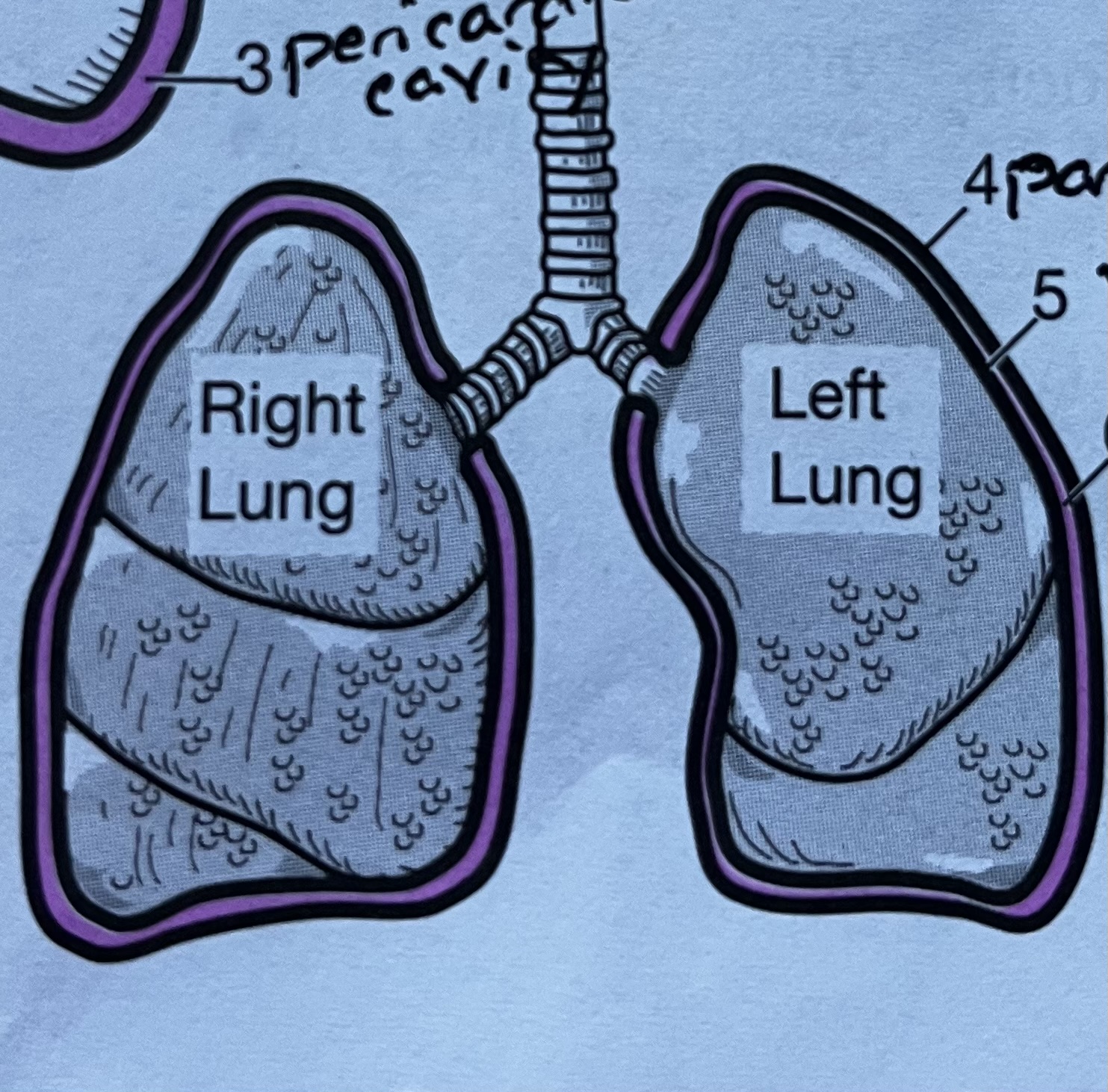 <p>Lung membrane #6</p>