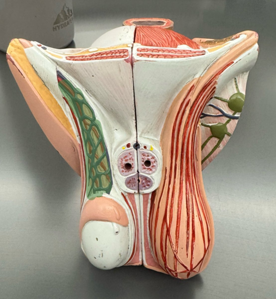 <p>male duct system</p>