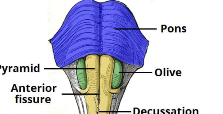 <p>Which medullary structure relays proprioception information?</p>