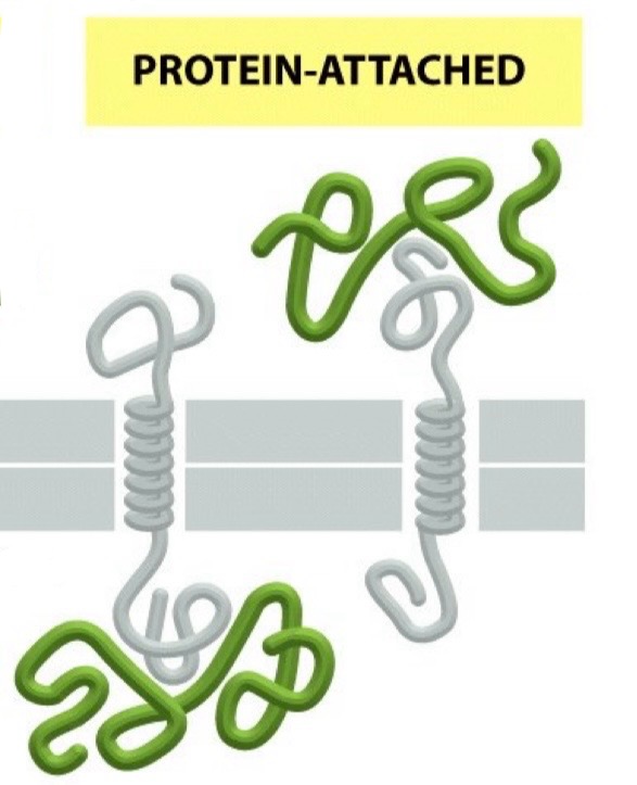 <p>Protein-attached protein</p>