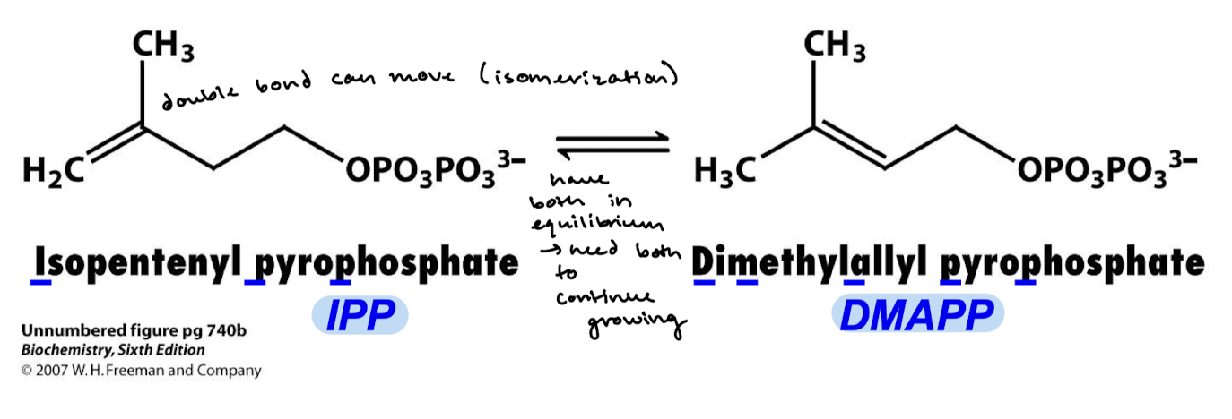 <p>The reaction occurs in equilibrium, so we have some of both molecules. Both are needed to continue with cholesterol synthesis.</p>