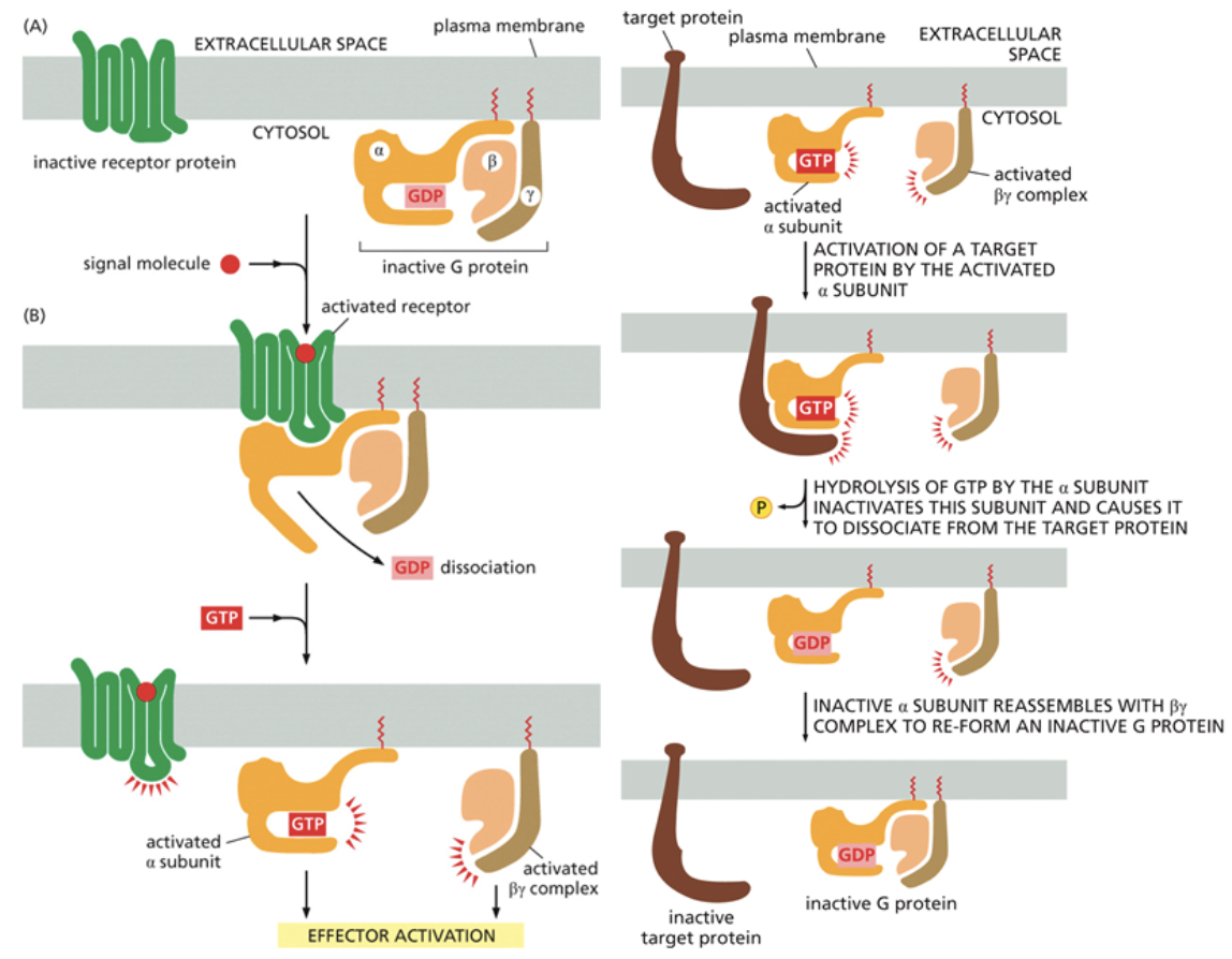 <ul><li><p>A common signaling mechanism</p></li><li><p>Works with a g-protein inside of the cell to transmit a signal throughout. This g-protein is <u>heterotrimeric</u>, it has three distinct subunits</p></li><li><p>They are activated by the binding of GTP</p></li><li><p><u>Second messengers</u> are the first molecules to leave the cell. Transmembrane proteins cannot leave the cell, but these messengers can</p></li></ul><p></p>