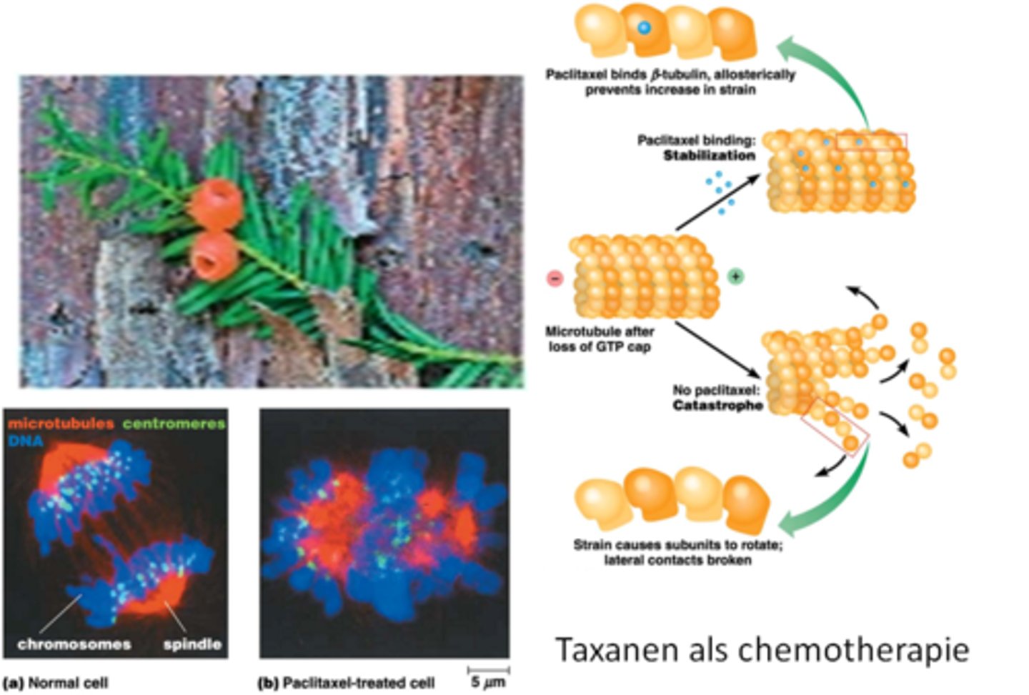 <p>Ethnobotany: planten in de geneeskunde</p><p>-stof extraheren (een taxane) van de taxushaag</p><p>-taxanes kunnen de mitose stoppen</p><p>-hier is de stof paclitaxel, deze stof bindt op de beta tubiline </p><p>-binding leidt tot stabilisering van beta tubline, je gaat niet meer GTP hydrolase kunnen doen</p><p>-als paclitaxel bindt krijg je geen GTP cap en ga je depolymerisatie hebben van het MT uiteinde*</p><p>->chemotherapie maar veel neveneffecten omdat de goede cellen ook aangetast worden</p><p>herhaling celbio: groei/catastrofe gebeurt op + uiteinde, groei gebeurt als beta GTP een groot genoeg concentratie heeft (alpha heeft altijd GTP gebonden): GTP cap</p>