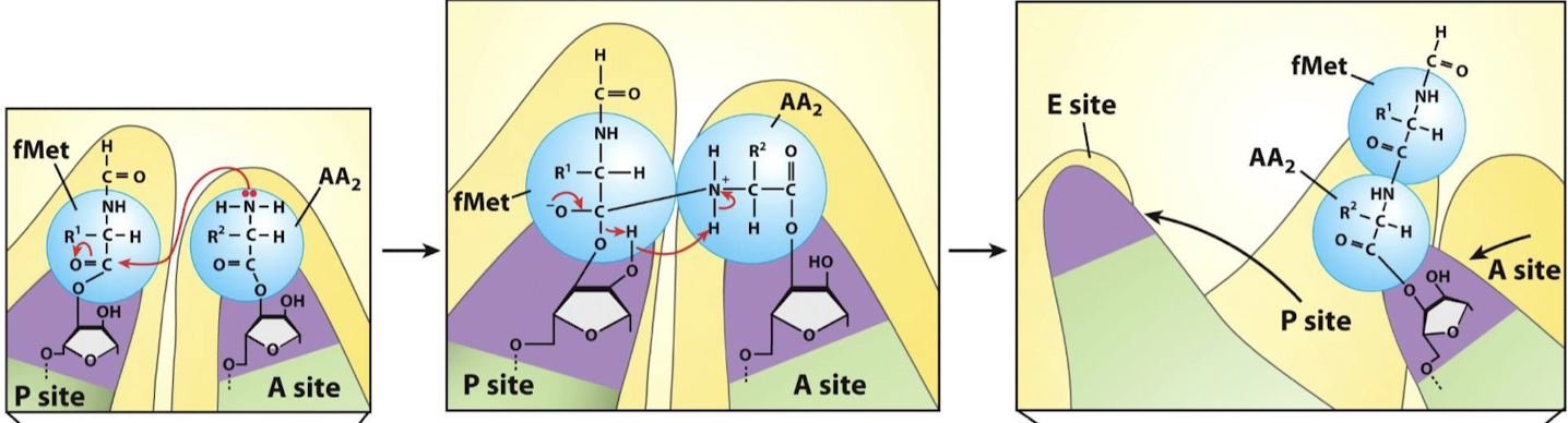 <p>Peptide bond formation: AA2’s amino group nitrogen nucleophilically attacks the carbonyl carbon involved in the aminoacyl ester linkage, forming a bond between fMet and AA2. Various electron movements result in the breakage of the ester linkage between fMet and the P-site tRNA acceptor stem.</p>
