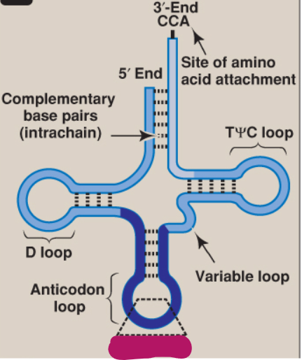 <p>What is this part of tRNA?</p>