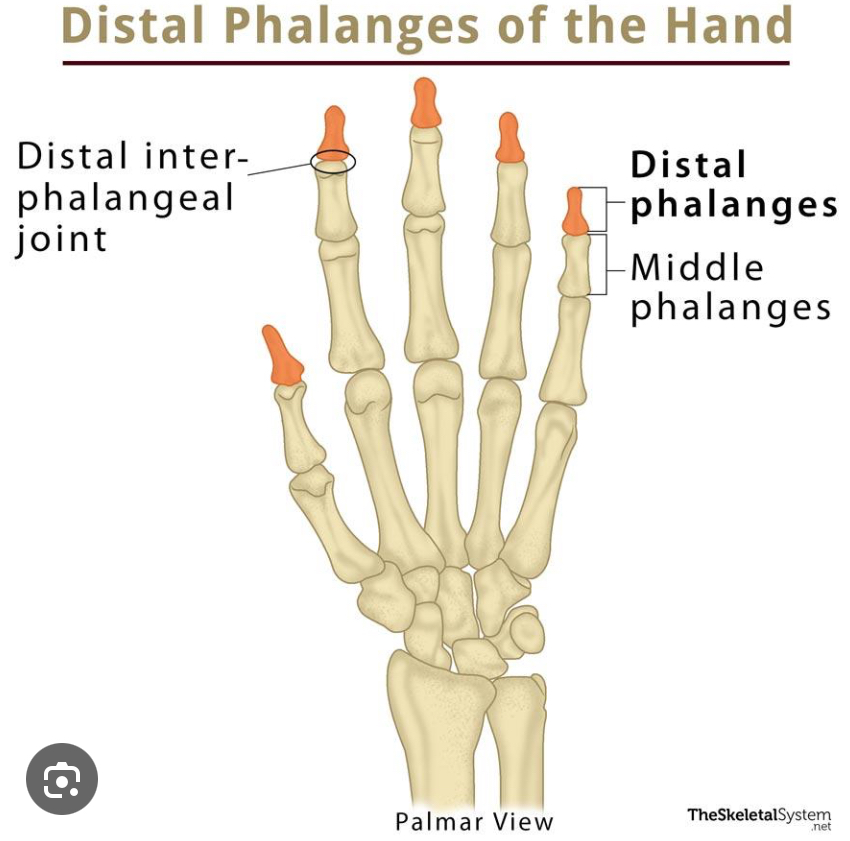 <p>Encompassing the fingers</p>