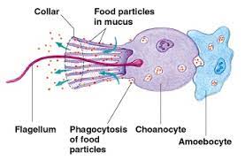 <p>A cell inside a sponge that divides digestion with an Amoebocyte</p>