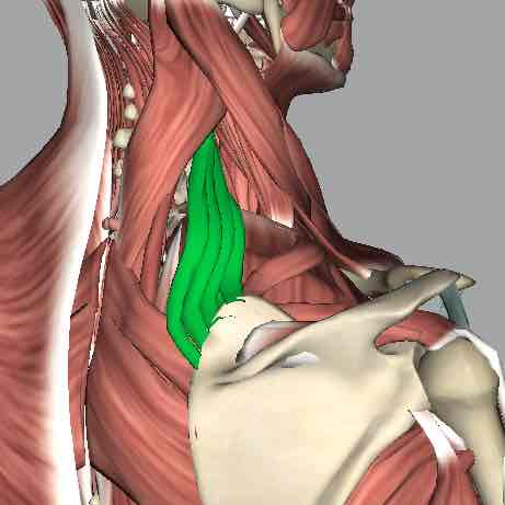 <p>Muscle that elevates the scapula.</p>