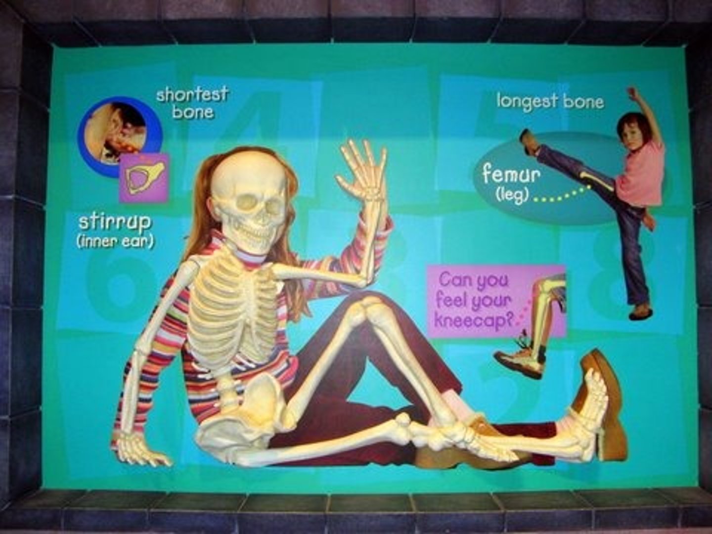 <p>The framework of the body, composed of bones and other connective tissues, that supports and protects internal organs and other body tissues.</p>