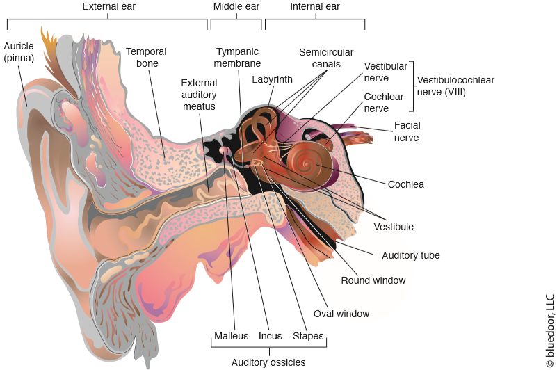 <p><span>the outer (external) ear, the middle ear, and the inner (internal) ear</span></p>