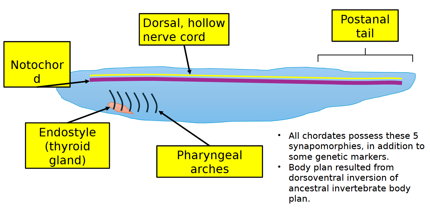 <p>notochord, dorsal hollow nerve chord, postnatal tail, endostyle, pharyngeal arches </p>