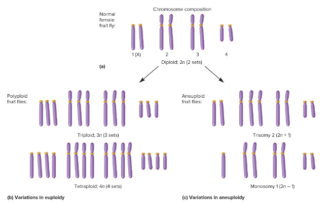 <p>Variation in the number of complete sets of chromosomes. In animals, changes in this are not tolerated and are thus lethal since most species are diploid.</p><p>Ex) Organisms with 3 or more sets of chromosomes are called polyploid.</p>