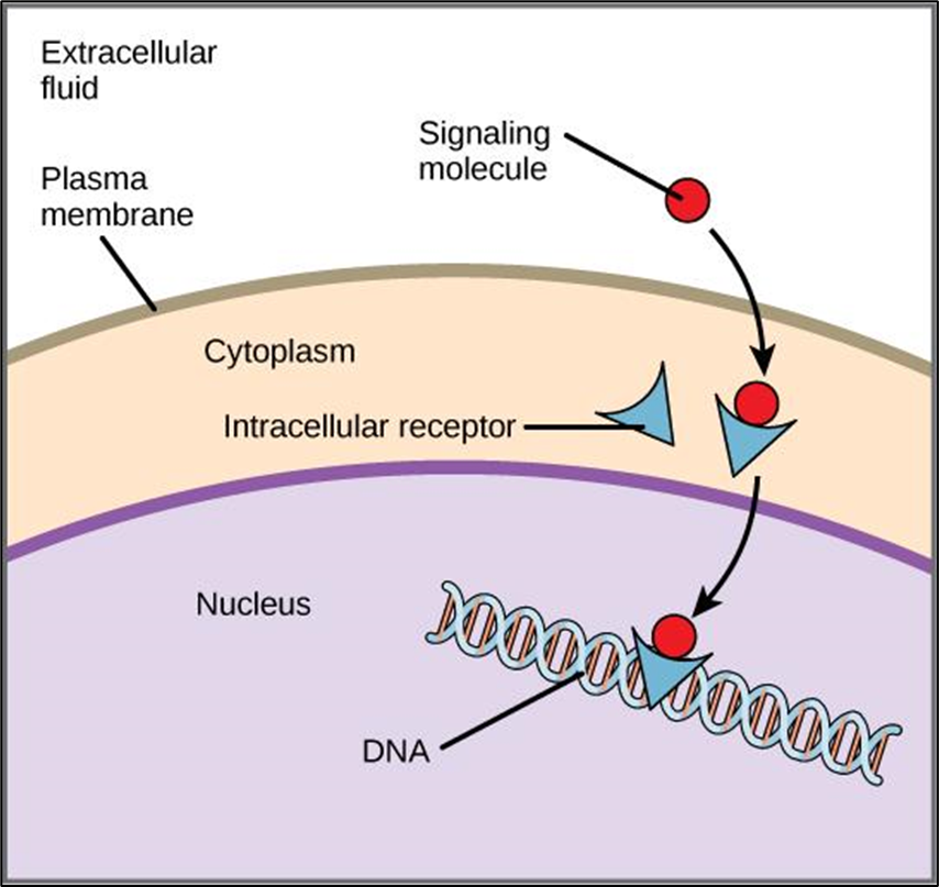 <p>In cytoplasm, binds to hydrophobic molecules</p>