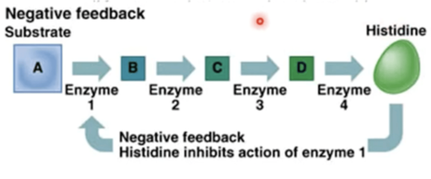 <p>enzymes are usually inhibited by the end product</p>